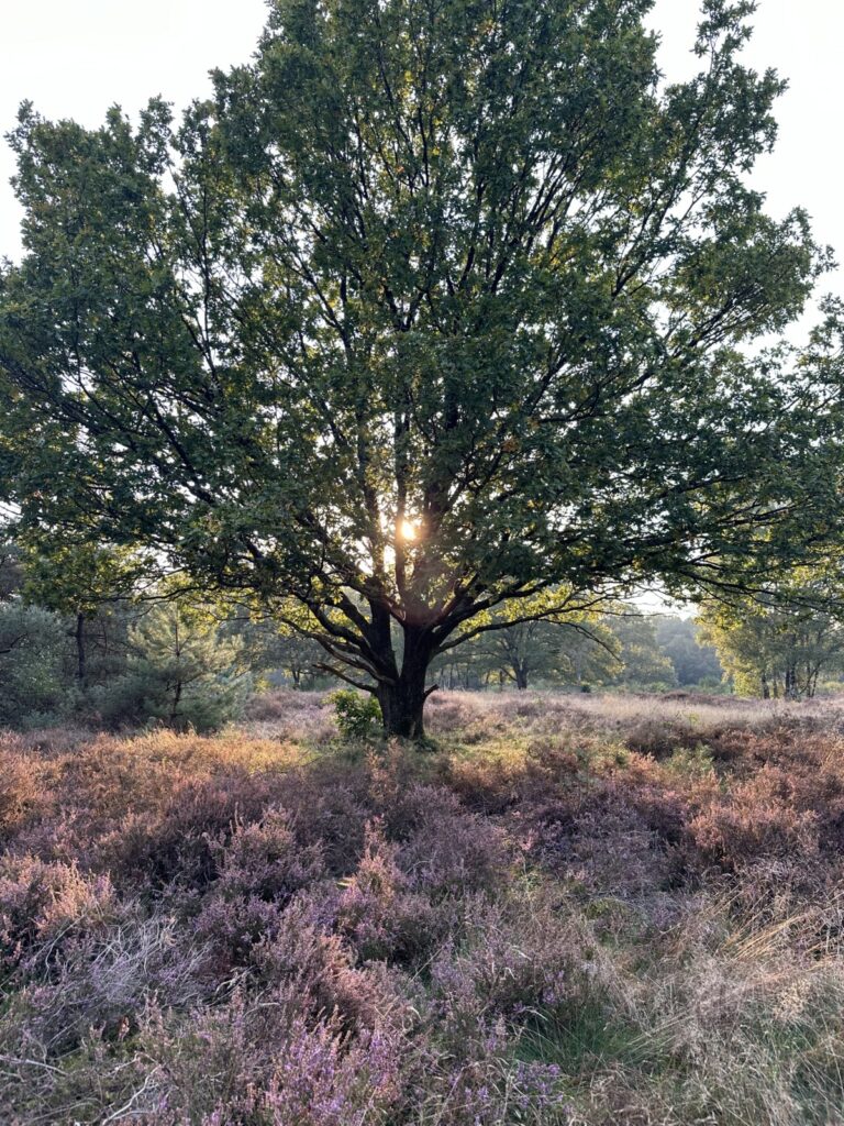 🌿 Reconnect in Nature